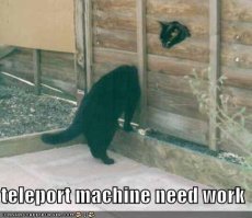 обычно котики делают ТАК