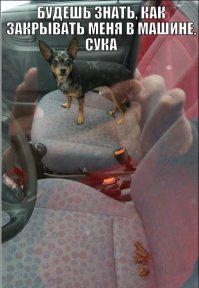 15 раз, когда люди оставляли животных одних дома — и остро пожалели об этом