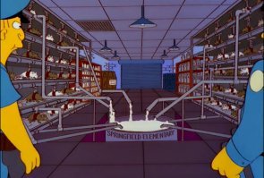 Вот это поворот: молоко тараканов оказалось полезнее коровьего