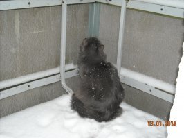 Мой кот... сытый, диванно-кроватный, но на балкон охотится на птичек регулярно, сволота,  ходит. Ловил синичек, воробьев и гордо несет хозяйке -типа давай кастрюлю готовь я угощаю, вам  же нивжисть не поймать. Птиц жалко, но ЭТОТ будет выть - пусти на балкон.
Сам их не жрет, но ловить надо. Одно слово - сволочь.
Вот в такой позе сидит и ждет.