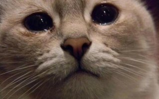 «Я прошу вас помочь моему псу!» Мужчина потерял всё, но не бросил любимого питомца