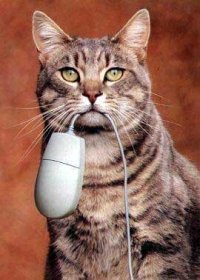 Кот поймал мышь и теперь хозяин пожалеет что обманывал его