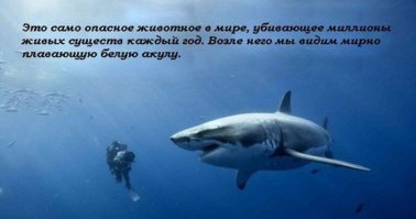 Видео: гигантская акула-людоед рядом с ничего не подозревающими серферами