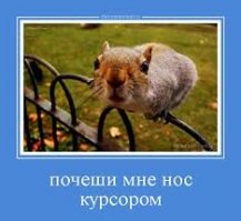 Очень деликатный пёс просит внимания