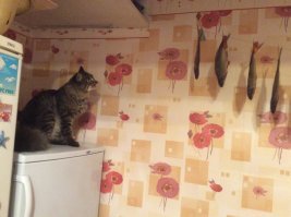 Из жизни котов