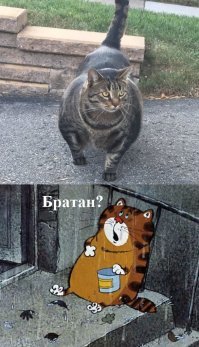 «Кот-качок» удивил пользователей сети