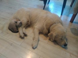 наш пёся(золотистый) тоже нашел котейку на улице. 
котейка вроде тоже не против приручиться. ;)