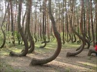 Темнолесье (англ.Darkwood) - сельский регион в Польше, страдающий от неизвестной эпидемии

 Мостовая гигантов [1], или Доро га гига нтов (Тропа Великана) (ирл. Clochán an Aifir или Clochán na bhFómharach, англ. Giant's Causeway)   памятник природы из примерно 40 000 соединённых между собой базальтовых (реже андезитовых) колонн, образовавшихся в результате древнего извержения вулкана.

Остальное выветрено или "показалось"