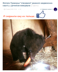 Жители Приморья "отвоевали" раненого медвежонка-сироту у дачников-живодёров