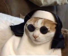 Демотиваторы с кошками