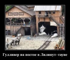 Демотиваторы с кошками