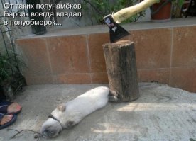 Демотиваторы с кошками