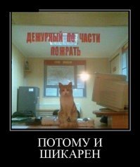 Демотиваторы с кошками
