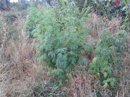 Ну ты, по гербариям спец, как всем и видно.
"Приколет розу вам на грудь
Цветочница Анюта"  (c)