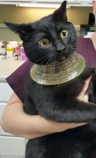 Священный кот