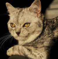 Какой классный, а вот мой пN3дюk с недовольной мордой...