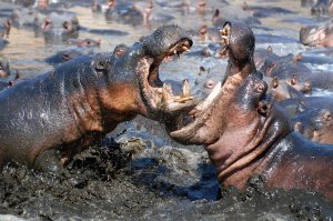 Шокирующие кадры драки женщин, пустивших в ход мусорный бак и даже чашку чая