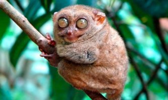 А они как .. тоже ведь уже скоро кирдык