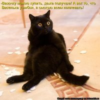 Демотиваторы с кошками