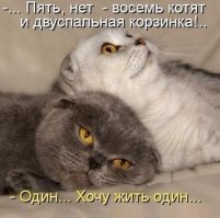 Демотиваторы с кошками
