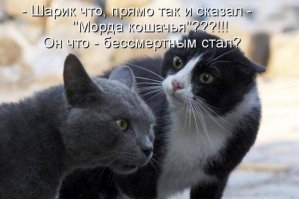 Демотиваторы с кошками