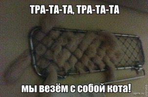 Демотиваторы с кошками