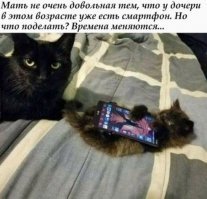 Демотиваторы с кошками