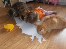 Из жизни котов
