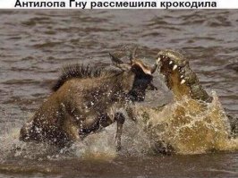 Захватывающее видео: лев заботится о детеныше антилопы