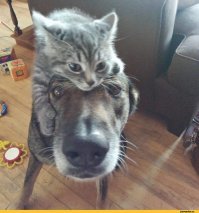 Весёлые фотографии с забавными животными, которые любят, чтобы их катали верхом