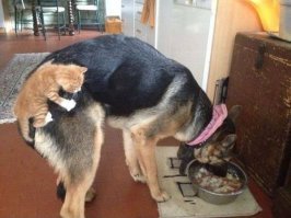 Весёлые фотографии с забавными животными, которые любят, чтобы их катали верхом