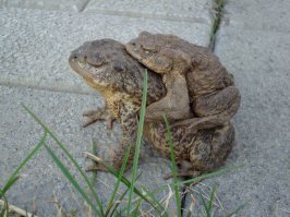 Весной на всех водоёмах страны можно наблюдать такие  "покатушки".