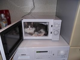 >> 6. Животные обожают коробки, поэтому СВЧ-печь будет прекрасным домом для питомца.

...или тюрьмой, если провинившегося кота там надолго закрыть.