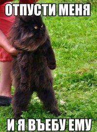 Кот поймал мышь, а потом понял, что это просто игрушка и его всю жизнь обманывали