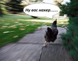 Куриные сердечки на гриле