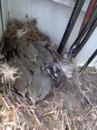 Трясогузка гнездо построила в КТП. Выбрасывать не стал - жалко.Через месяц заехали - птенцы. К сентябрю уже никого не было.