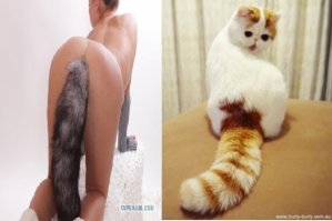 Мяу-пинап: 20 котиков, которые позируют как хорошенькие девушки