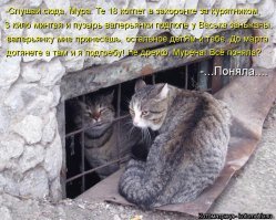 В Шевченковском райсуде Запорожья судили кота Ваську за кражу колбасы