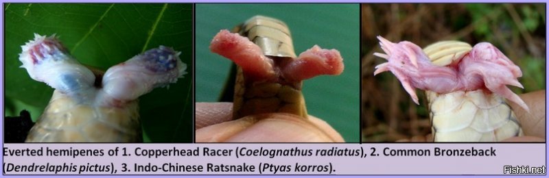 Я вам сейчас кошмар покажу, отложите еду, а то мне вот поплохело после поиска. Половые органы трех видов змей-самцов.