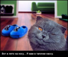 Как волшебный тапок спас молодую львицу