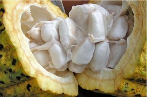 Если верить фоткам из поисковика, автора обманули и и подсунули как минимум сильно гнилой плод.)))