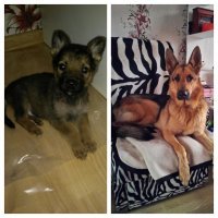 А у нас из приюта собака:-) взяли малыша  ему примерно полтора месяца было весил всего кило триста, год лечения и вырос красавелло:-)