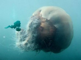 Действительно. Как будто нормальных фоток нет. Вот, держи. Здесь аквалангист ближе.
