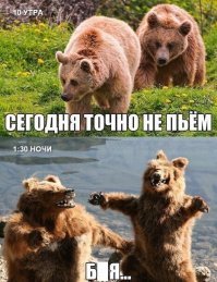 Наглый медведь съел продукты отправившегося в поход сибиряка