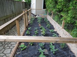 Ну дело ваше, верить или нет. 
Вот мой огородик, сфотал неделю назад.