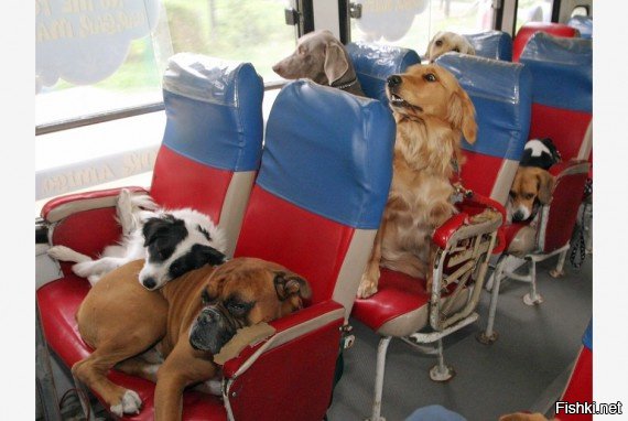 Вот почему мужчины пересаживаются с личного транспорта на общественный