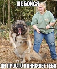 Стишки-пирожки обо всем на свете