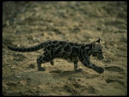 ну насчет смелых или шкуры тут конечно повеселили. спасало то вот такого