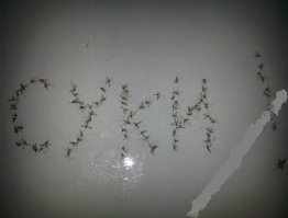 Меня они ненавидят...