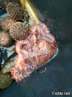 легко...вкуснятина ..еж, осьминог, креветка , краб...и много другого..это с краю в телефоне было.